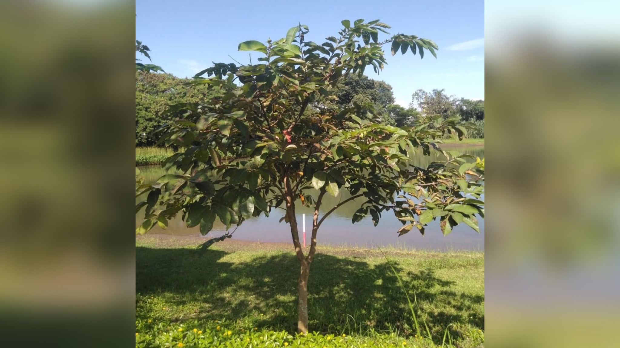 Pohon Bungur
